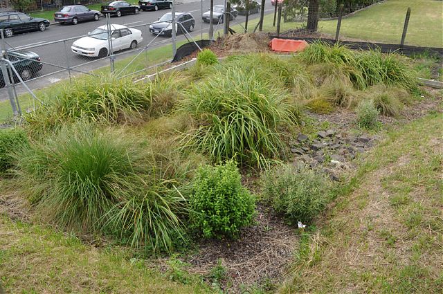 Raingarden in commercial site West Auckland