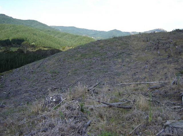 Area for proposed stormwater disposal mill at Te Rerenga